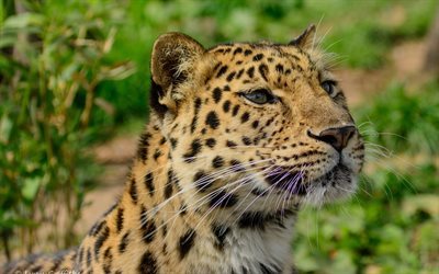 gato salvaje, zoo, el extremo oriental de leopardo, los leopardos