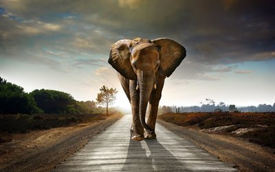 elephant, africa, road, elephants