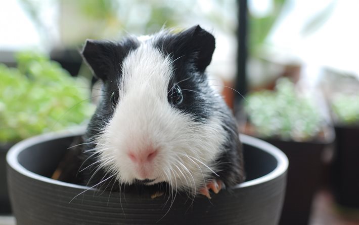 guinea pig, cup, animal