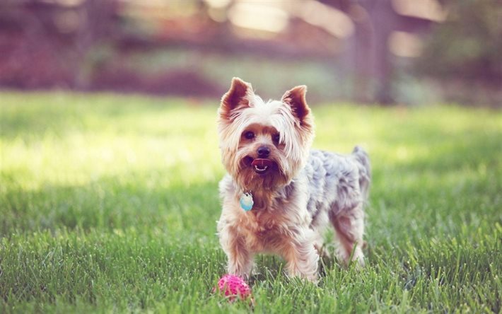 芝生, 犬, ヨークシャー-テリア, yorkie