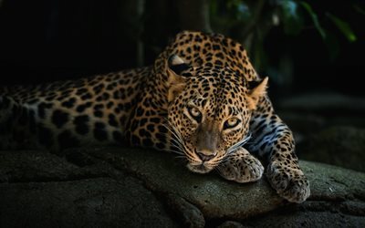 steine, leopard, schauen, predator, zoo