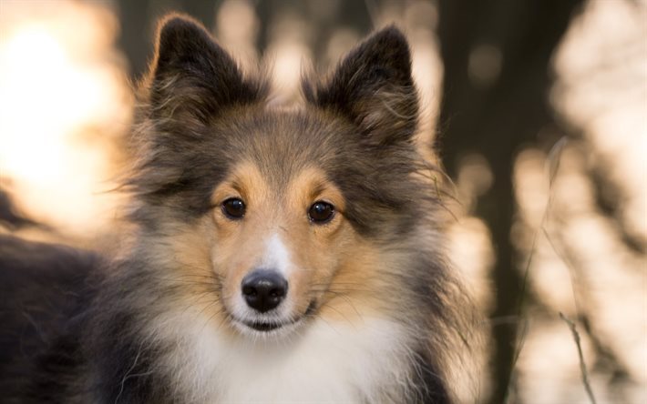 sheltie-h&#252;ndchen, hunde, doggie, shetland sheepdog