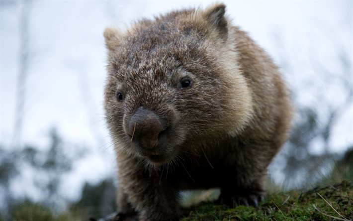 wombat, pussy, small animal