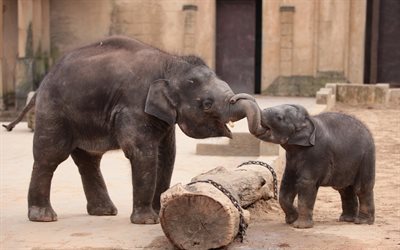 elephants, zoo, fight