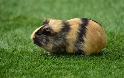 guinea pig, grass, crank