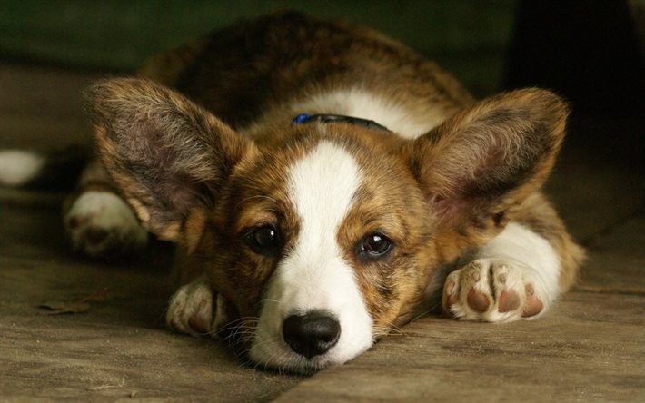 welsh corgi, cani, pecorina