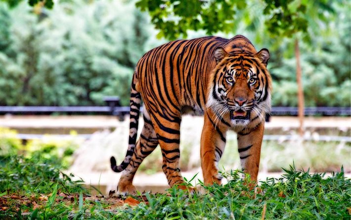 grama, predadores, a raiva, jardim zool&#243;gico, tigre