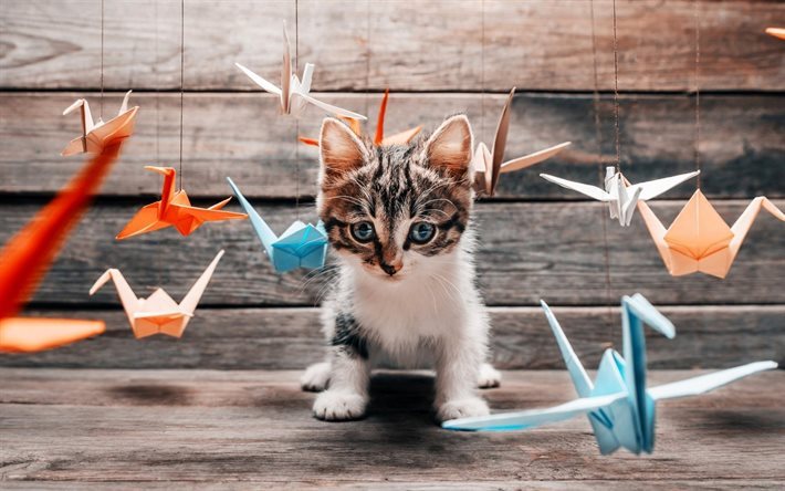 origami, katter, kitty, bl&#229; &#246;gon