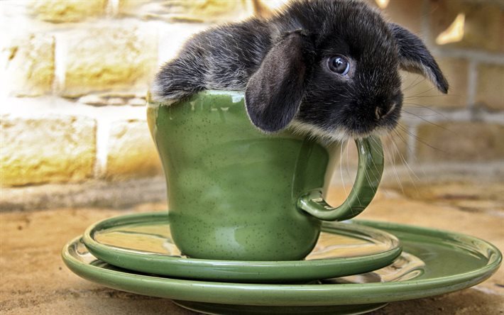 cup, baby, rabbit, animal