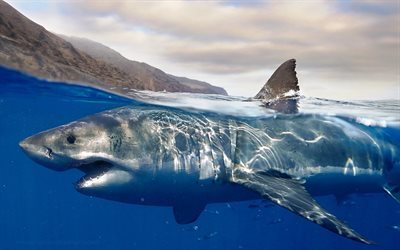 القرش الأبيض, المفترس, العالم تحت الماء, أسماك القرش