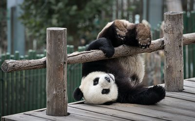 orsi, panda, recinzione, zoo
