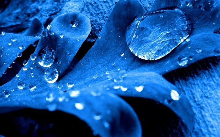 dew drops, blue leaf, plant