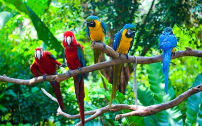 branch, tropics, parrots, ary