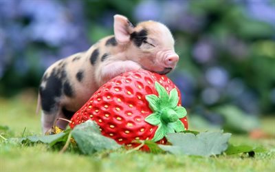 blur, strawberry, pig, pigs