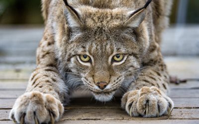 lynx, yellow eyes, predators, cat