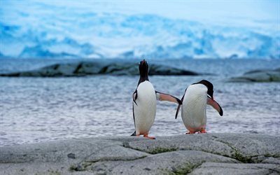 antarctica, royal penguins, stones, king penguins