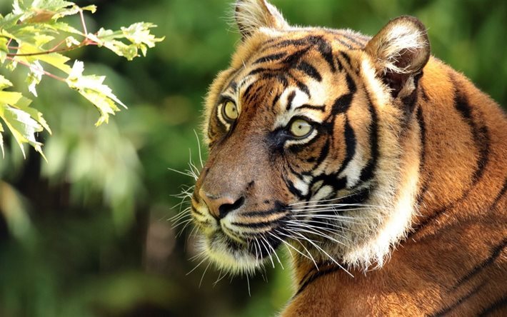tigre, la tigre di sumatra, predatori