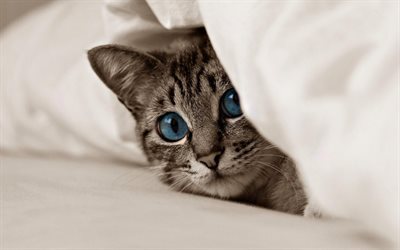 les yeux bleus, kitty, chat, les chats