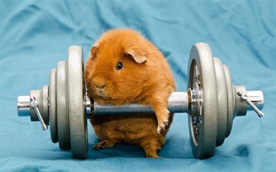 small animal, hamster, dumbbell, pussy
