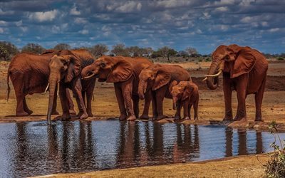 africa, savannah, drink, elephants, river, little elephant, hdr