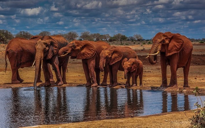 afrika, savannah, trinken, elefanten, fluss, kleiner elefant, hdr