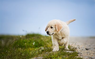walk, golden retriever, dogs, puppy