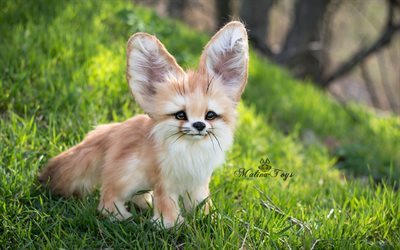 fox, le fennec, les grandes oreilles, fenech, eeyore