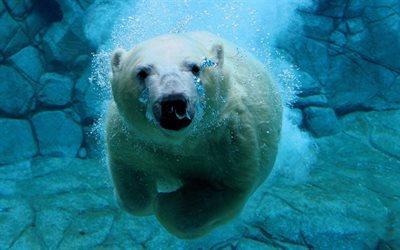 under water, polar bear, bears