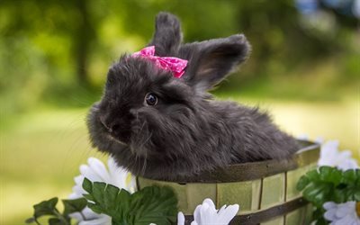 thumb-bucket-bow-black-rabbit-pussy-rabbits.jpg