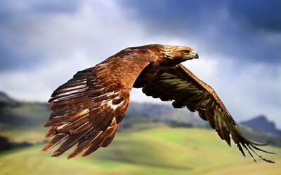 Eagle, United States, predator, brown eagle