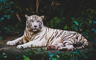 Tigre blanco, depredador, animales raros, Asia, bosque, fauna silvestre, de los tigres de