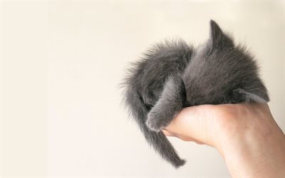 British Shorthair, kitten in hand, domestic cat, pets, cats, sleeping kitten, cute animals, gray cat, kitten, British Shorthair Cat
