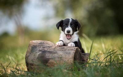 Border Collie, cute black and white puppy, small dog, cute animals, pets, green grass, tree, puppies, dogs
