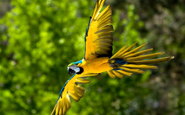 Ara, de la faune, des perroquets, volant parrot, perroquets color&#233;s