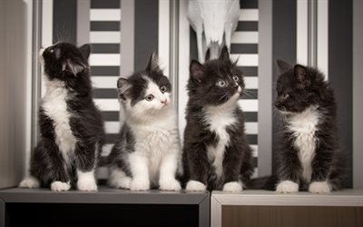 en blanco y negro de los gatitos, gatos Siberianos, lindos animales, gatos, mascotas, cuarteto, cuatro gatitos
