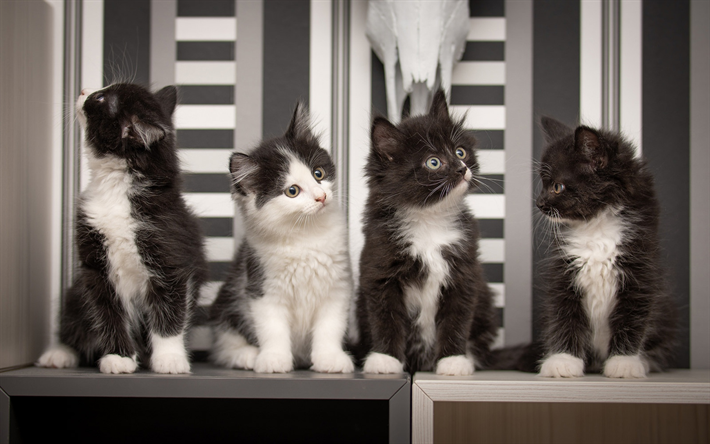 siyah ve beyaz yavru kedi, Sibirya kediler, k&#252;&#231;&#252;k hayvanlar, kediler, Evcil Hayvanlar, d&#246;rtl&#252;, d&#246;rt sevimli yavru kedi