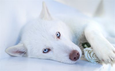 Husky, close-up, mascotas, blanco husky, animales lindos, el Husky Siberiano, el peque&#241;o Husky, blanco, perro, perros, Perro Husky Siberiano