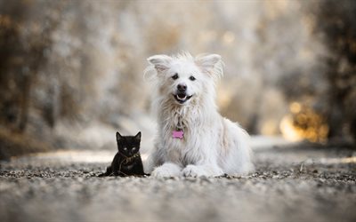 White dog and black kitten, friends, cat and dog, cute animals, pets, cats, dogs, Great Pyrenees