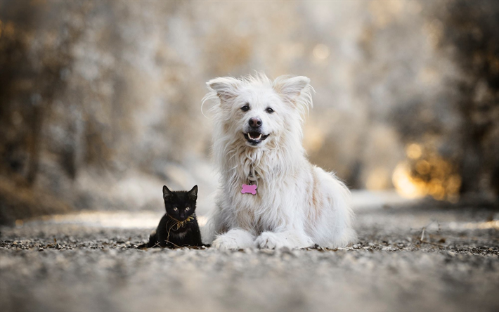 ダウンロード画像 白と黒い子猫 友達 犬 猫 かわいい動物たち ペット 猫 犬 大ピレネー フリー のピクチャを無料デスクトップの壁紙