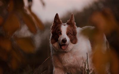 Border Collie, canela perro blanco, noche, puesta de sol, un perro en la hierba, animales divertidos, perros, mascotas