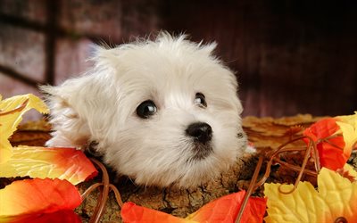 Maltese, autumn, dogs, close-up, cats, cute animals, pets, Maltese Dog