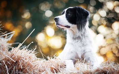 blanco negro lindo perro, border collie, orejas de negro, mascotas, campo, hierba, perros, amable razas de perros, animales lindos