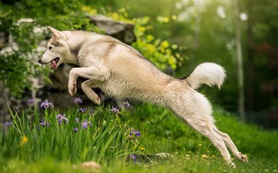 Wolfdog, 飛び跳ね犬, 芝生, ペット, 犬, かわいい動物たち, Wolfdog犬