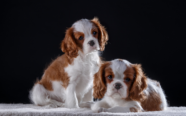 Cavalier King Charles Spaniel, piccoli cuccioli, cani cute, bianco, marrone ricci cani, animali domestici, cani