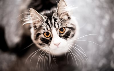 British Shorthair, bokeh, olhos amarelos, o gato dom&#233;stico, close-up, animais de estima&#231;&#227;o, gatos, animais fofos, Gato British Shorthair