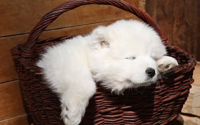 Samoiedo, cesto, bianco, cane, cucciolo, cane che dorme, simpatici animali, piccoli Samoiedo, peloso cane, cani, animali domestici, Cane Samoiedo