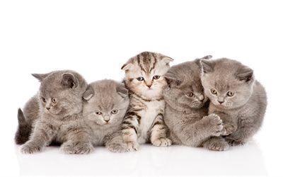cute gray kittens, family, little cute animals, cats, British Shorthair cat, fluffy kittens