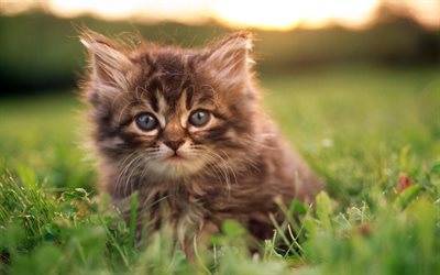 American Bobtail, lawn, pets, kitten, domestic cat, bokeh, cute animals, cats, American Bobtail Cat