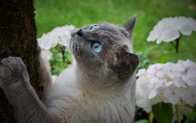 Tonkinese, pets, cats, close-up, blue eyes, cute animals, Tonkinese Cat