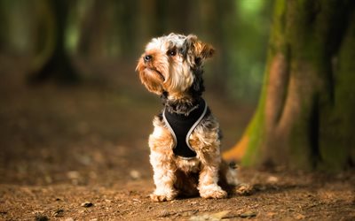 Le Yorkshire Terrier, mignon dr&#244;le de chien, habill&#233; de chien, animaux domestiques, animaux mignons, les chiens